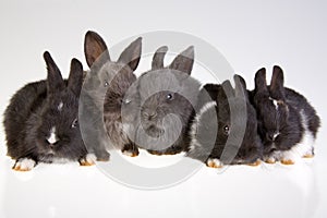 Five rabbit