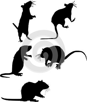 Pět krysa 