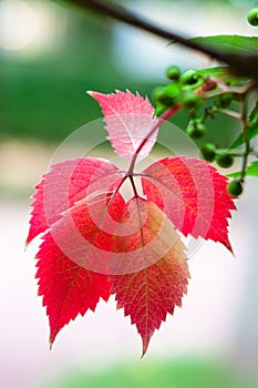 Five red leafs on branch