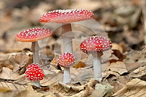 Five red mushrooms fungi