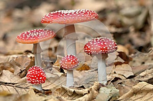 Five red mushrooms fungi photo