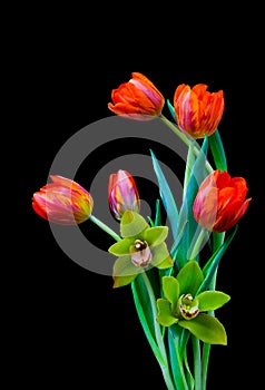 Five red orange tulips and a pair of cymbidium green orchids against black background