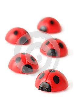 Five red small ladybugs are crawling isolated