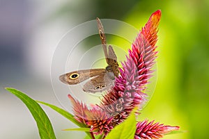 Five-ring butterfly or Ypthima baldus on Celosia argentea flower