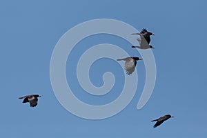 Five rooks corvus frugilegus flying in blue sky
