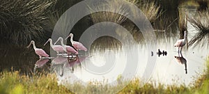 Five Roseate Spoonbills Native to the Southern United States Share a Pond photo
