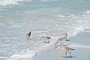 Five sandpipers feeding at the waters edge