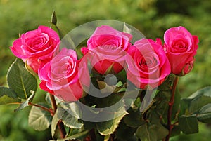 Five scarlet beauty roses photo