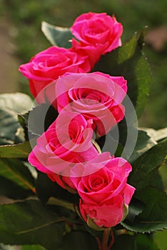 Five scarlet beauty roses photo