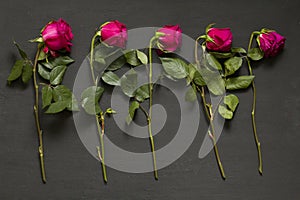 Five scarlet red purple beautiful sluggish and wilted roses lie in a row one after another on a black modern background. The