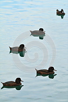 Five Scaup ducks fading into the distance