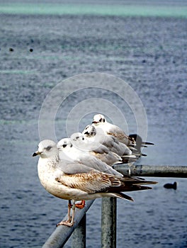 Five seagulls at Bain des Paquis, Geneva. photo