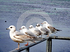 Five seagulls at Bain des Paquis, Geneva.