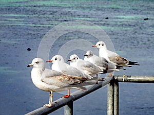 Five seagulls at Bain des Paquis, Geneva.