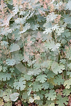 Five-seeded plume-poppy Macleaya cordata flowering plants