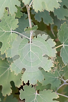 Five-seeded plume-poppy Macleaya cordata leaf
