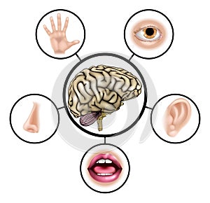 Five senses brain