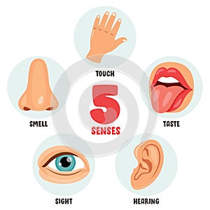 Five Senses Concept With Human Organs