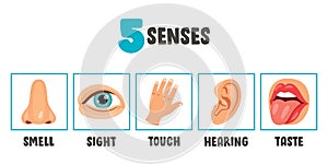 Five Senses Concept With Human Organs