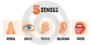 Five Senses Concept With Human Organs