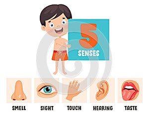 Five Senses Concept With Human Organs