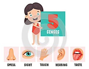 Five Senses Concept With Human Organs