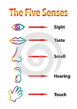 Five senses educational concept