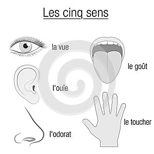 Five Senses French Names Sensory Organs Chart