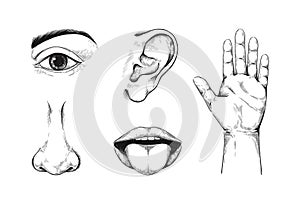 Five senses. Human anatomy. Sticking out tongue. Mouth lips. Nose and ear. Hand palm and eye. Sensory line sketch. Smell