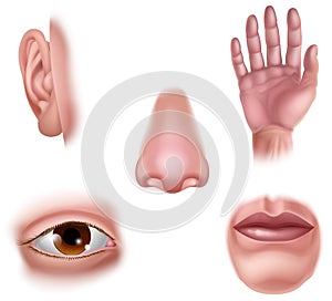 Five Senses Human Body Part Organs Icons
