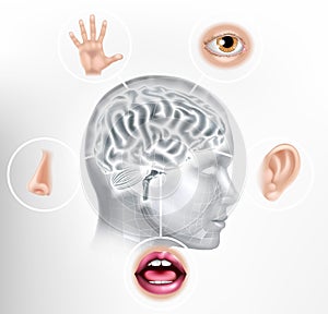 Five Senses Human Brain Head Face AI Concept