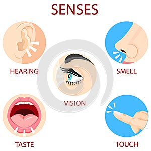 Five senses of human perception