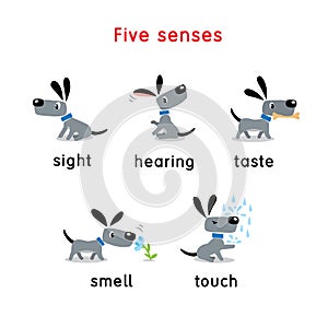 Five senses icon. Touch, taste hearing sight smell