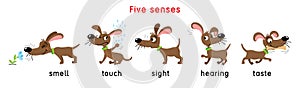 Five senses icon. Touch, taste hearing sight smell photo