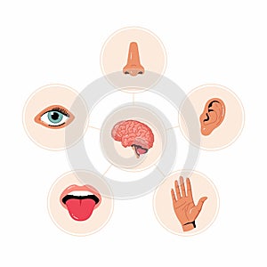 Five senses illustrations chart. Human ear and eye symbols, nose and mouth vector icons. Human perception