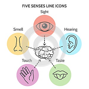 Five senses line icons photo