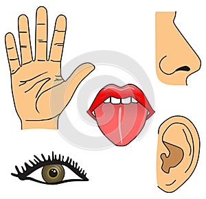 The five senses of man including sight hearing taste smell and touch