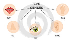 Five senses poster. Vector illustration. Sense organs.