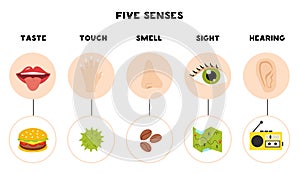 Five senses poster. Vector illustration. Sense organs poster.