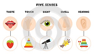 Five senses poster. Vector illustration. Sense organs poster.