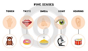 Five senses poster. Vector illustration. Sense organs poster.