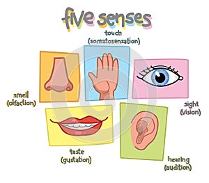 Five senses vector photo