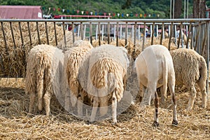 Five Sheep eating straw in farm