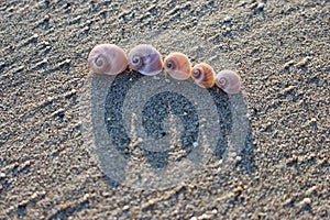 Five shells of moon snail on the sandy beach