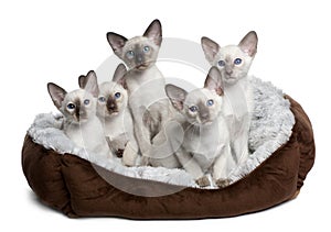 Five Siamese Kittens sitting in cat bed