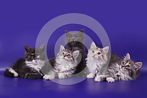 Five Siberian kittens on blue violet background