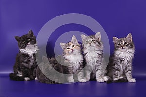 Five Siberian kittens on blue violet background