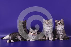 Five Siberian kittens on blue violet background