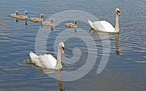 Five signets out with parent birds.