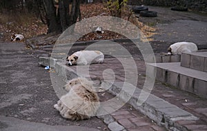 Five sleeping homeless dogs on the street